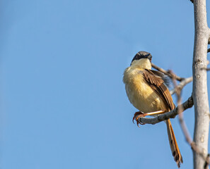 A PRINIA sitting on a tree