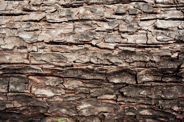 Rough dirty old tree bark for background use. Dirty wallpaper.