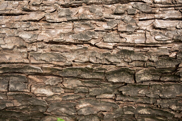 Rough dirty old tree bark for background use. Dirty wallpaper.