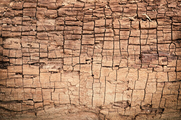 Beautiful damaged dirty rough outside of a tree trunk. Colorful cracked wooden Tree bark background. tree round bark