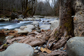 Smokie Mountain Stream