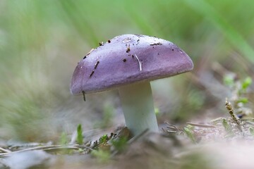 Closeup of a purple Russula genus mushroom - obrazy, fototapety, plakaty
