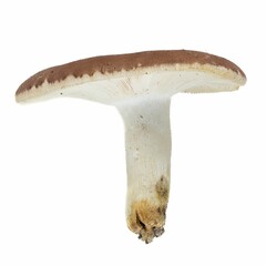 Closeup of a bare-toothed russula mushroom (Russula vesca) on white background - obrazy, fototapety, plakaty