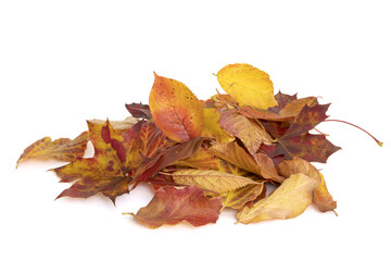 Feuilles mortes en automne	