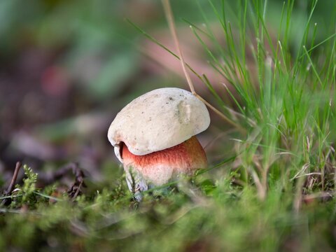 Closeup of a young Satan's bolete mushroom (Rubroboletus satanas)
