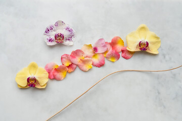 Fototapeta na wymiar Orchids and Rose Petals on a light grey marble background with scented wooden decoration. Colourful design, ideal for Lifestyle concepts.