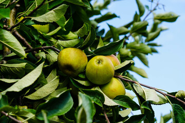 Apfelbaum im Alten Land bei Hamburg