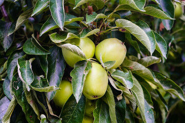 Apfelbaum im Alten Land bei Hamburg