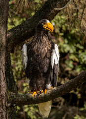 portrait of a Steller's sea eagle