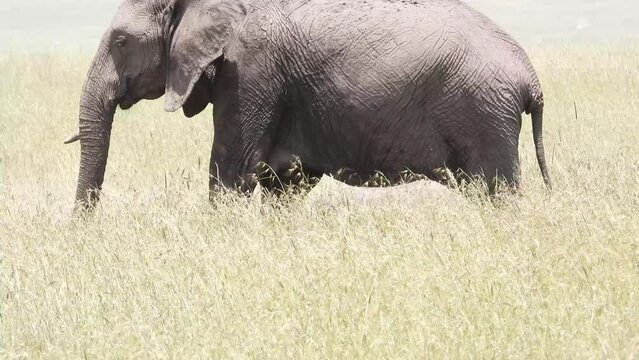 Handheld shot of mother and baby elephants walking on the field of Maasai Mara in Narok, Kenya