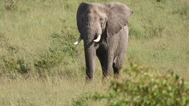 Handheld shot of an elephant walking on the field of Maasai Mara in Narok, Kenya