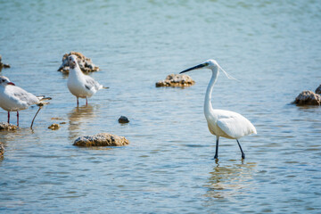 The small white heron or Little egret stands in the lake