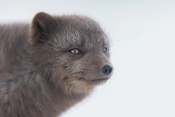 Close-up portrait of a blue arctic fox on the snow-covered field on a cold day © Krishudds/Wirestock Creators