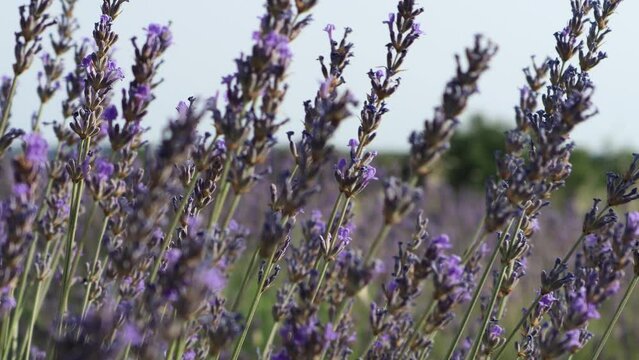 Lavender field in summer in Provence South of France Vaucluse Marseille Orange Nimes Montelimar
