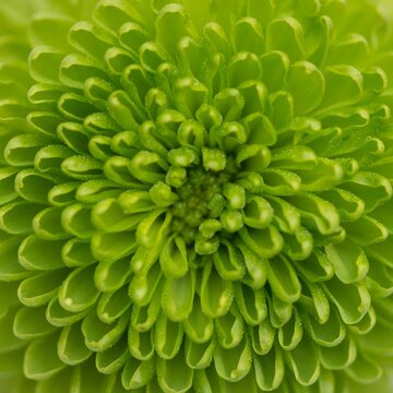 Closeup shot of bright green chrysanthemum from a top view