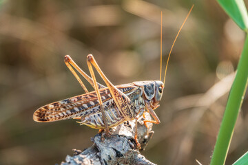 A large brown locust, Locusta migratoria, with a pattern on its body sits on branch among green vegetation in a summer garden.