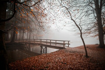 Beautiful shot of a wooden bridge in a forest during a foggy day in autumn