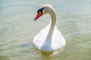 Obraz premium Graceful white Swan swimming in the lake, swans in the wild. Portrait of a white swan swimming on a lake.