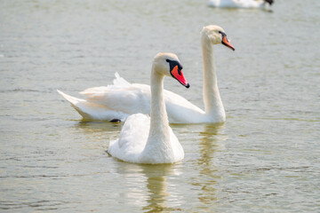 Two Graceful white Swans swimming in the lake, swans in the wild