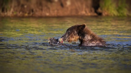 Closeup shot of a brown bear's head eating a fish while in a river with logs near a green shore