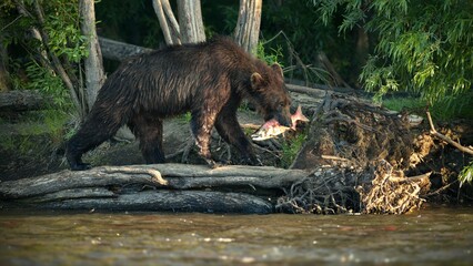 Brown bear eating a fish on a log near a water stream in a forest