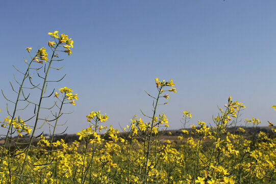 Campo amarillo