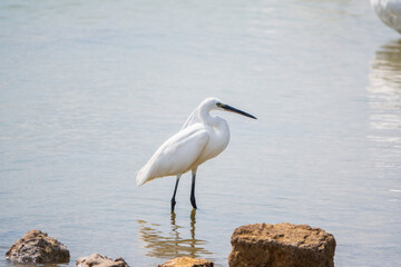 The small white heron or Little egret stands in the lake