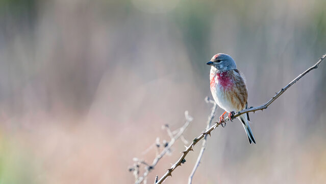 Linnet sitting on a branch an enjoys in the sun