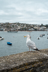 boats in the harbor seagull fowey cornwall