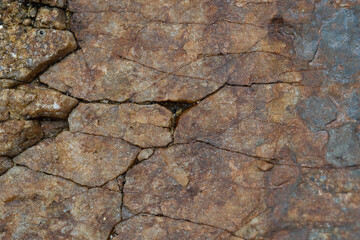 Texturas de rocas, madera, conchas, lapas