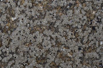 Texturas de rocas, madera, conchas, lapas
