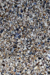 Texturas de rocas, madera, conchas, lapas