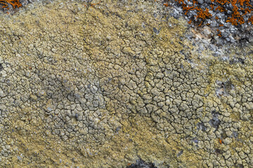 Texturas de rocas, madera, conchas, lapas