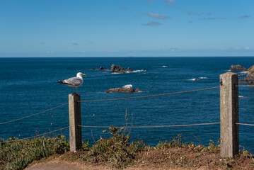 seagulls on the pier ocean landscape cornwall england coast