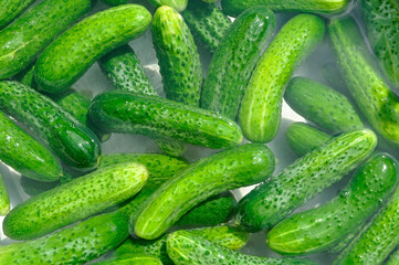 Ripe green cucumbers in water. Seasonal preparations.