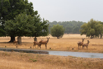 herd of deer in the wild london richmond park england rain