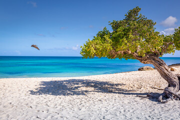 Pelican flying over idyllic beach in Aruba with Divi Divi tree, Dutch Antilles