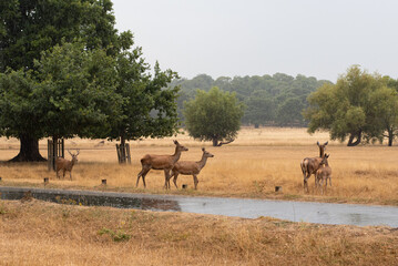 herd of deer richmond park london england raining