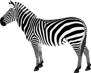 detailed illustration of zebra - png with transparent background
 - obrazy, fototapety, plakaty