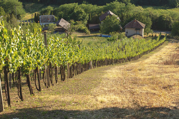 Fototapeta na wymiar Grapes growing in a vineyard on a sunny day.Houses with wine cellars.Summer season.