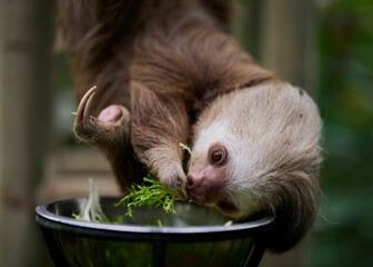 Selective focus of a sloth eating grass in the hanging position © Salty|snow Photography/Wirestock Creators