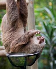 Vertical shot of a sloth eating grass in the hanging position
