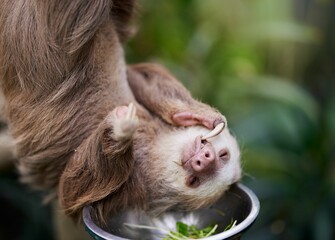 Selective focus of a sloth eating grass in the hanging position © Salty|snow Photography/Wirestock Creators
