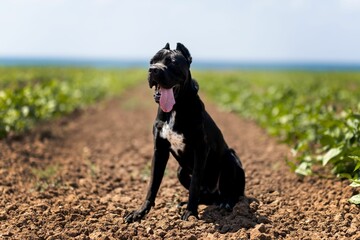 Closeup shot of an angry black bulldog in a crop field