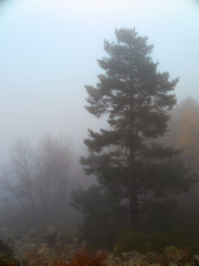 Fototapeta na wymiar Bosque en la Niebla