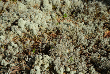 white moss in the middle of the forest in the nature park on a sunny day