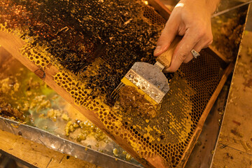 Honeycomb with bee honey