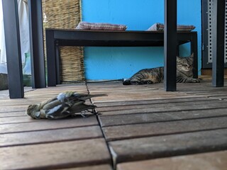 Lovely cat sleeping under an outdoor bench with a tiny bird lying on a wooden floor, a closeup view