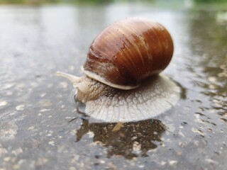 Schnecke