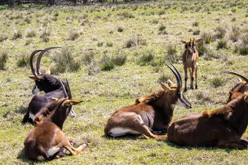 Closeup shot of a herd of sable antelopes in the meadow in the daylight